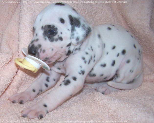 Chiot Dalmatien